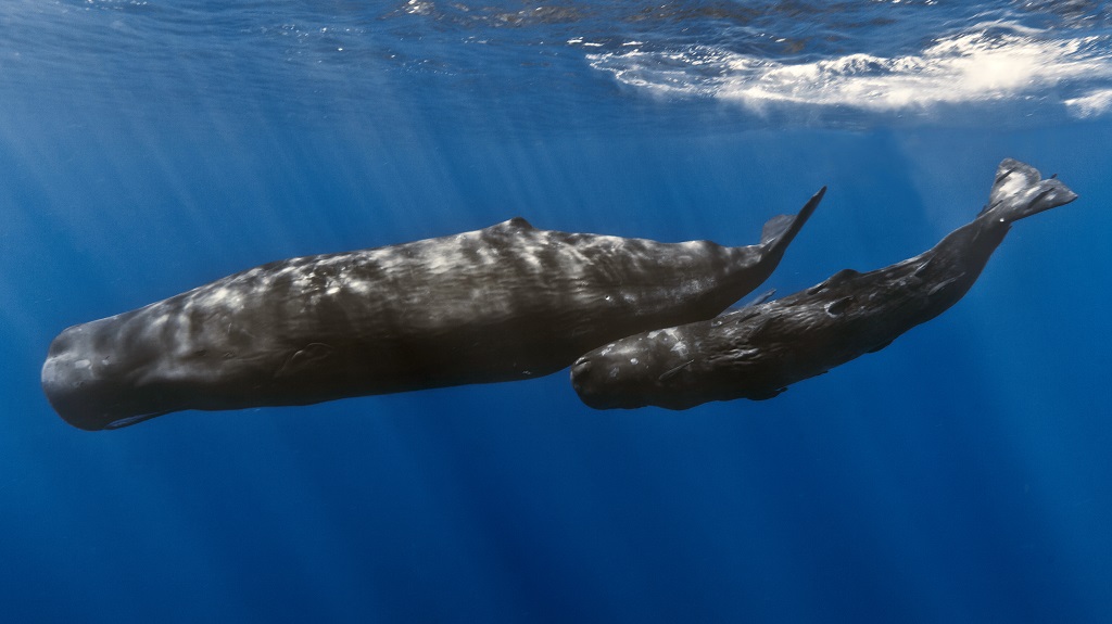Les différentes espèces de baleines