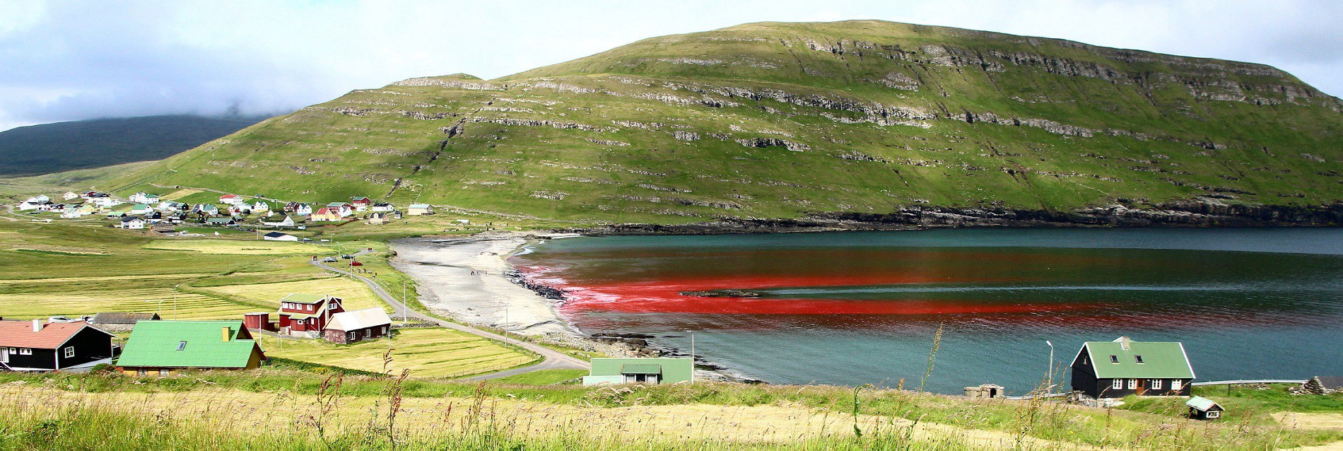 Grindadrap, Globicéphales massacrés aux Iles Féroés