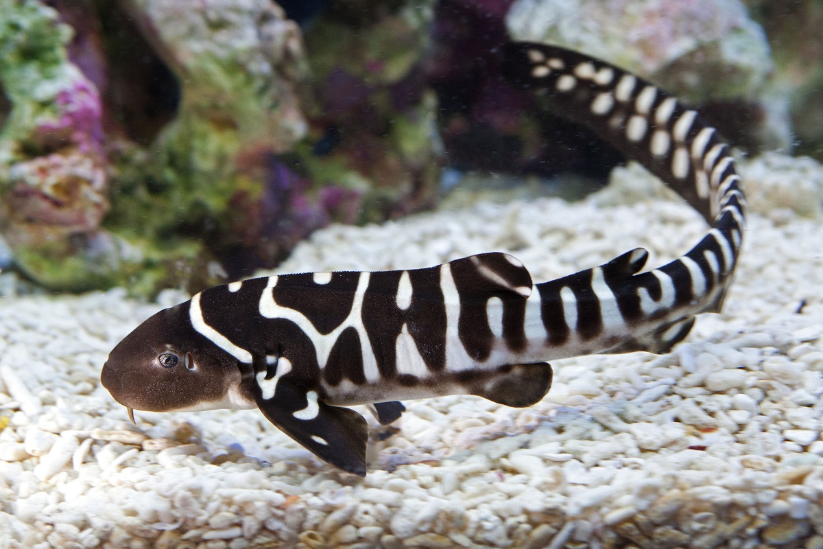 Requin zèbre – Le plus beau des requins ?