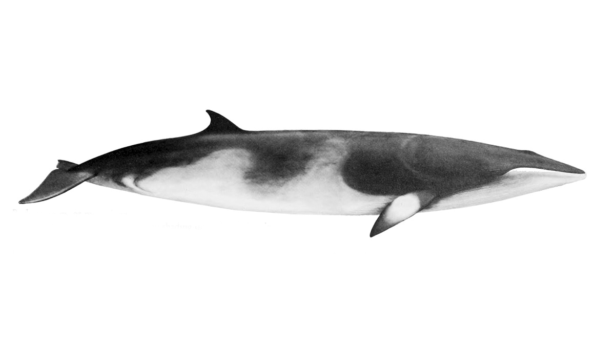 La baleine de Minke